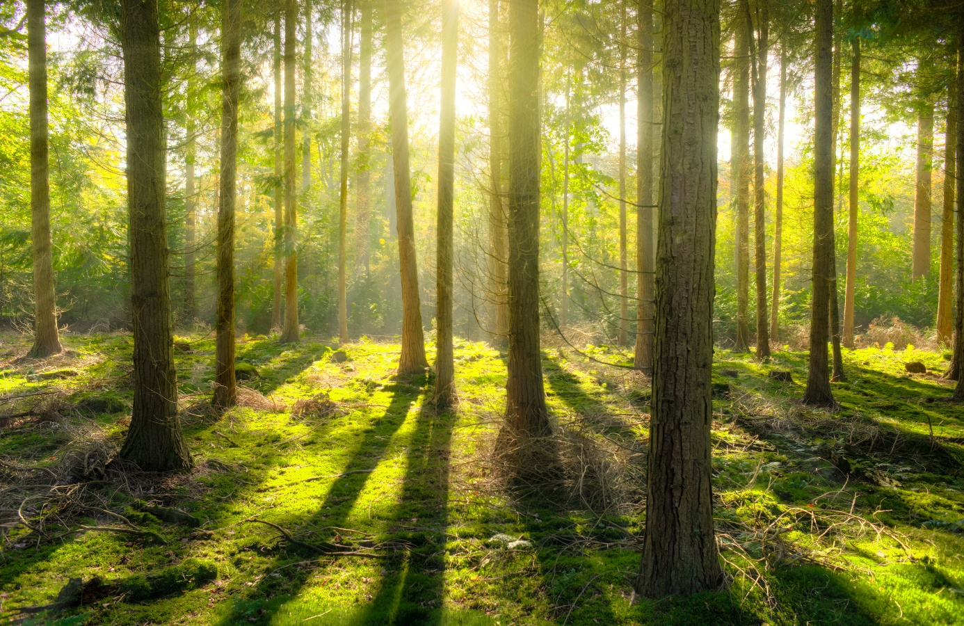We moeten goed voor de aarde zorgen. Op de foto zie je een mooi bos met zonlicht door de bomen. Klik op dit blok voor meer informatie over het klimaat.